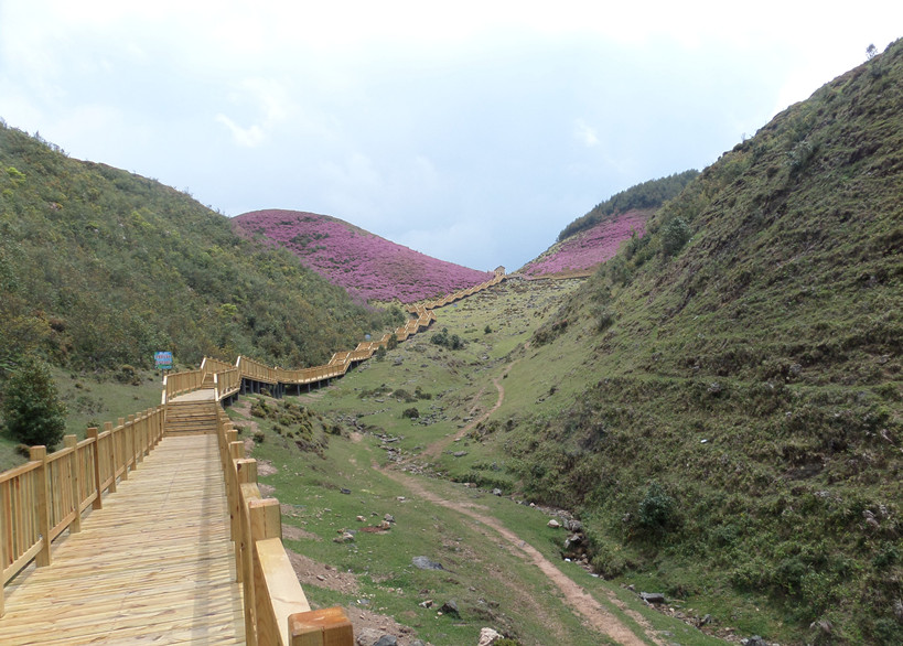 禄劝县马鹿塘高山杜鹃花海景区建设项目
