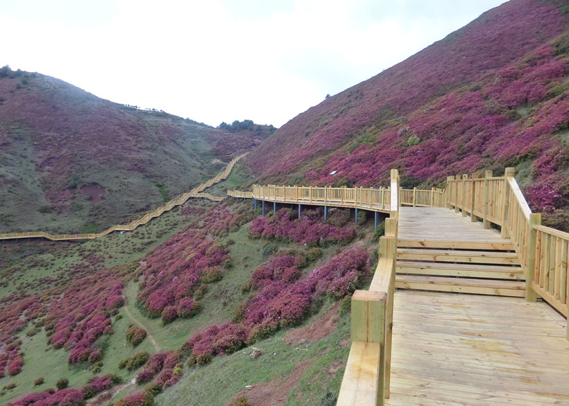 禄劝县马鹿塘高山杜鹃花海景区建设项目